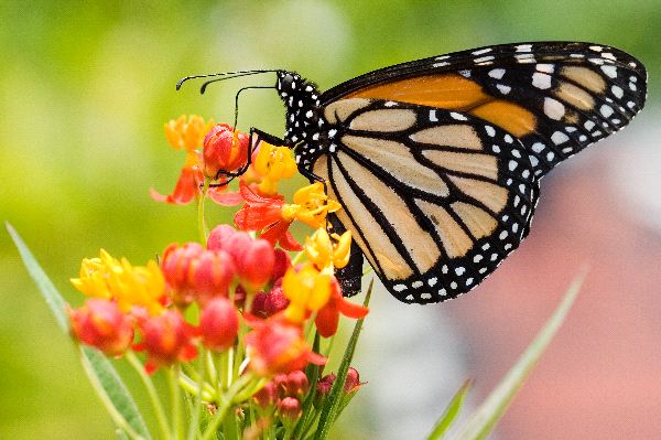 Mariposa-imagen