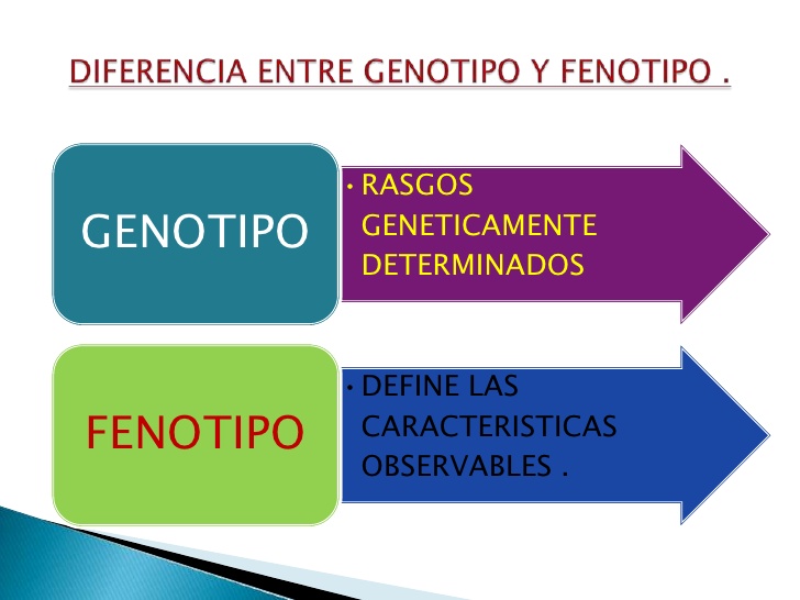 Cual Es La Relacion Entre Genotipo Y Fenotipo