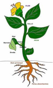 PLANTA